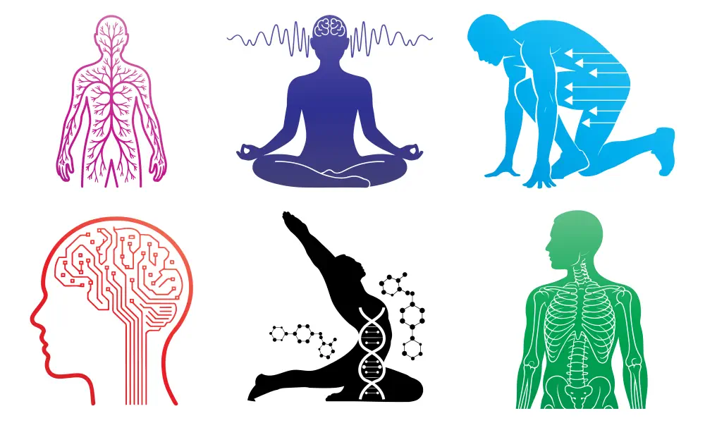 Icons of human systems, showing how cannabis affects the entire body.