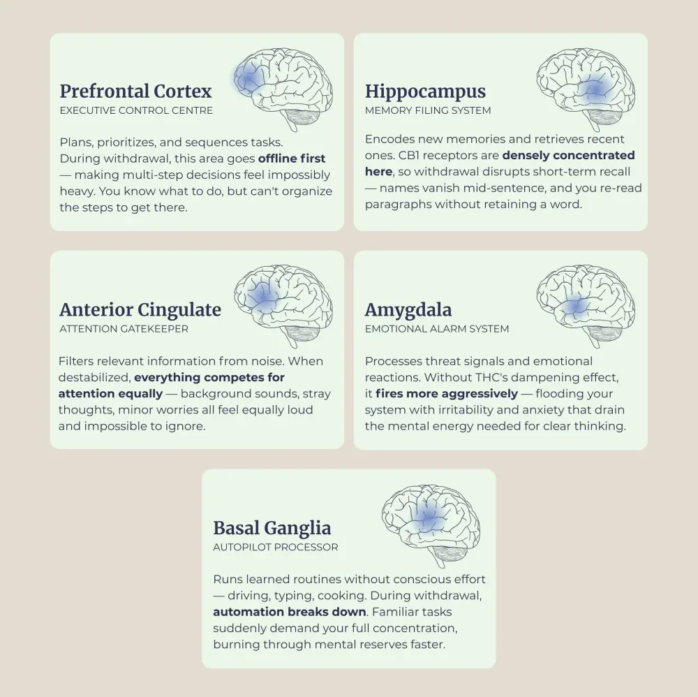 Brain withdrawal diagrams